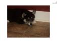 Price: $300
This advertiser is not a subscribing member and asks that you upgrade to view the complete puppy profile for this Siberian Husky, and to view contact information for the advertiser. Upgrade today to receive unlimited access to NextDayPets.com.