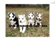 Price: $750
We have the most beautiful Siberian husky puppies looking for a loving family.They will beÂ UTD on all necessary vaccinations, dewormings and heart worm preventative. Beautiful coat, wonderful temperaments and free from health deffects. These