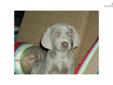 Price: $550
This advertiser is not a subscribing member and asks that you upgrade to view the complete puppy profile for this Weimaraner, and to view contact information for the advertiser. Upgrade today to receive unlimited access to NextDayPets.com.