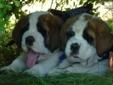 Price: $1500
This advertiser is not a subscribing member and asks that you upgrade to view the complete puppy profile for this Saint Bernard - St. Bernard, and to view contact information for the advertiser. Upgrade today to receive unlimited access to