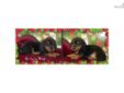 Price: $550
This advertiser is not a subscribing member and asks that you upgrade to view the complete puppy profile for this Dachshund, Smooth, and to view contact information for the advertiser. Upgrade today to receive unlimited access to