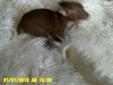 Price: $400
This advertiser is not a subscribing member and asks that you upgrade to view the complete puppy profile for this Chihuahua, and to view contact information for the advertiser. Upgrade today to receive unlimited access to NextDayPets.com. Your