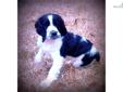 Price: $550
This advertiser is not a subscribing member and asks that you upgrade to view the complete puppy profile for this English Springer Spaniel, and to view contact information for the advertiser. Upgrade today to receive unlimited access to