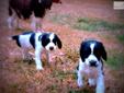 Price: $350
This advertiser is not a subscribing member and asks that you upgrade to view the complete puppy profile for this English Springer Spaniel, and to view contact information for the advertiser. Upgrade today to receive unlimited access to