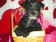 Price: $950
This advertiser is not a subscribing member and asks that you upgrade to view the complete puppy profile for this Schnauzer, Miniature, and to view contact information for the advertiser. Upgrade today to receive unlimited access to