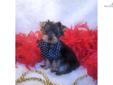 Price: $1200
This advertiser is not a subscribing member and asks that you upgrade to view the complete puppy profile for this Yorkshire Terrier - Yorkie, and to view contact information for the advertiser. Upgrade today to receive unlimited access to