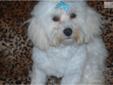 Price: $700
This advertiser is not a subscribing member and asks that you upgrade to view the complete puppy profile for this Havanese, and to view contact information for the advertiser. Upgrade today to receive unlimited access to NextDayPets.com. Your