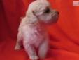 Price: $500
AKC Toy Poodle Puppy, dad weighs 6 pounds and mom weighs 8 pounds. Will be ready to go home the first week or so in August. Vet checked. Comes with health record, food sample and a toy. Most people that are allergic to other dogs are normally
