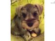 Price: $1300
This advertiser is not a subscribing member and asks that you upgrade to view the complete puppy profile for this Schnauzer, Miniature, and to view contact information for the advertiser. Upgrade today to receive unlimited access to