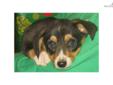 Price: $350
This advertiser is not a subscribing member and asks that you upgrade to view the complete puppy profile for this Corgi, and to view contact information for the advertiser. Upgrade today to receive unlimited access to NextDayPets.com. Your