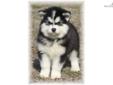 Price: $2050
We haveÂ one AKC pure bred Huge wooly female malamute puppy available. If your looking for a True Giant Alaskan Malamute this is the puppy for you. All our puppies are raised around our five children and our cats so our puppies are very