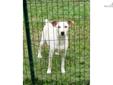 Price: $200
This advertiser is not a subscribing member and asks that you upgrade to view the complete puppy profile for this Rat Terrier, and to view contact information for the advertiser. Upgrade today to receive unlimited access to NextDayPets.com.
