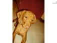 Price: $850
This advertiser is not a subscribing member and asks that you upgrade to view the complete puppy profile for this Vizsla, and to view contact information for the advertiser. Upgrade today to receive unlimited access to NextDayPets.com. Your