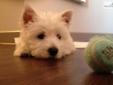 Price: $1000
This advertiser is not a subscribing member and asks that you upgrade to view the complete puppy profile for this West Highland White Terrier - Westie, and to view contact information for the advertiser. Upgrade today to receive unlimited