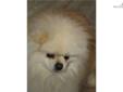 Price: $1200
This advertiser is not a subscribing member and asks that you upgrade to view the complete puppy profile for this Pomeranian, and to view contact information for the advertiser. Upgrade today to receive unlimited access to NextDayPets.com.