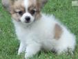 Price: $500
AKC with champion lines. Can see parents Windy and Kipp on our website www.corgisandshelties.com Please feel free to ask any questions you may have about our puppies. Thanks! Debbie 501.516.5601
Source: