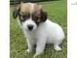 Price: $800
AKC with champion lines. Can see parents Windy and Kipp on our website www.corgisandshelties.com Please feel free to ask any questions you may have about our puppies. Thanks! Debbie 870.256.3788
Source: