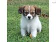 Price: $800
AKC with champion lines. Can see parents Windy and Kipp on our website www.corgisandshelties.com Please feel free to ask any questions you may have about our puppies. Thanks! Debbie 501.516.5601
Source: