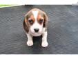 Price: $450
Zoey is an adorable tricolored female beagle. She is a curious and spunky little girl. Loves playing outdoors. Zoey is AKC reigistered, dew claws removed and updated on shots. Zoey is ready for pick up and can be shipped at 8 weeks for an