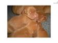 Price: $900
This advertiser is not a subscribing member and asks that you upgrade to view the complete puppy profile for this Vizsla, and to view contact information for the advertiser. Upgrade today to receive unlimited access to NextDayPets.com. Your