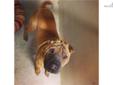Price: $120
This advertiser is not a subscribing member and asks that you upgrade to view the complete puppy profile for this Chinese Shar-Pei, and to view contact information for the advertiser. Upgrade today to receive unlimited access to