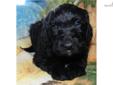 Price: $600
Alamo is a very handsome jet black F1B Labradoodle. Alamo is the biggest male in the litter BUT is a complete push over!! Alamo is adorable and his personality is just as adorable! Alamo is the friendliest puppy in the litter, and he is always