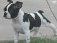 Price: $600
Alex is a Very Unique black and white splash male.. He has a WONDERFUL disposition not only does his markings make him stand out his personality wins everyone over that meets him... He comes with ACA registration, health guarantee, current