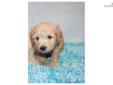 Price: $1350
Mom is a mini F1 Goldendoodle, approx. 35 lbs. Dad is a Mini Poodle approx. 15 lbs. Born 7-28-13 ~ Ready 9-22-13. If this puppy is not on our website, he/she is no longer available. You can pick up in SW Missouri near Joplin, or we can fly to