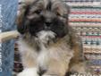Price: $500
Alex is a male Lhasa Apso puppy. Lhasa Apsos are calm, loyal, and lovable. They enjoy company, but are wary of strangers. The Lhaso Apso gets along well with children, other dogs, and any household pets. Lhasa Apsos are quite happy indoors and