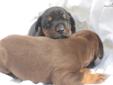 Price: $1800
Beautiful doberman litter born 6-7-13 only 2 left. One red/rust male 1 black/rust female. Dam Natasha is the daughter of world famous Maxim Di Altobello and Luna Di Altobello. These beautiful puppies have endless potential in the show ring,