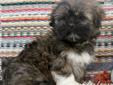 Price: $550
Alice is a female Lhasa Apso puppy. Lhasa Apsos are calm, loyal, and lovable. They enjoy company, but are wary of strangers. The Lhaso Apso gets along well with children, other dogs, and any household pets. Lhasa Apsos are quite happy indoors