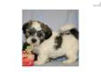 Price: $500
Mom: Alison 13 lbs 3 oz Dad: Logan 16 lbs 4 oz DOB: 1/18/13 8wk: 3-15-13 10 wk: 3/29/13 Look at these handsome male teddy bear puppies!! They all have different markings but one thing in common is that they will make a wonderful addition to