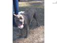 Price: $1200
This advertiser is not a subscribing member and asks that you upgrade to view the complete puppy profile for this Cane Corso Mastiff, and to view contact information for the advertiser. Upgrade today to receive unlimited access to