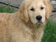 Price: $800
Meet Harley! I am a purebred AKC Golden Retriever who is being raised in a home with children and other pets. I love everyone! May I lick your face and give you puppy kisses? I love to go on walks, and play in the yard. I'm learning to chase