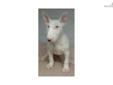 Price: $1350
This advertiser is not a subscribing member and asks that you upgrade to view the complete puppy profile for this Bull Terrier, and to view contact information for the advertiser. Upgrade today to receive unlimited access to NextDayPets.com.