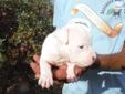Price: $800
Snoball is an all white and very pretty girl. She is champion AKC bred contact for more pictures and information
Source: http://www.nextdaypets.com/directory/dogs/94f2f2c5-16e1.aspx