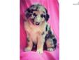 Price: $550
This pup is from a friend's litter of Australian Shepherds. He lives on a farm not far from here. He doesn't have internet access and asked if I would put this pup online for him. Amanda is a sweet gentle little girl. She isn't going to stay