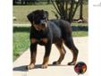 Price: $3000
This advertiser is not a subscribing member and asks that you upgrade to view the complete puppy profile for this Rottweiler, and to view contact information for the advertiser. Upgrade today to receive unlimited access to NextDayPets.com.