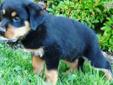 Price: $1150
Puppies were born, May 14, 2013' are beautiful and robust from terrific parents. All in a family farm environment with much interaction with children, other dogs and farm animals. Both parents are classic German Rottweiler's. The puppies of