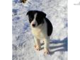 Price: $500
www.BatyAngusRanch.com These puppies are very beautifully colored and will make excellent working dogs as well as companion dogs. If you are looking for the perfect athletic companion or agility dog these are the puppies for you! They are