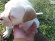 Price: $950
This advertiser is not a subscribing member and asks that you upgrade to view the complete puppy profile for this American Bulldog, and to view contact information for the advertiser. Upgrade today to receive unlimited access to