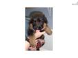 Price: $1200
Female whelped 2/18/2013. Dam is German import Fannie von der Haus Kirschental from the Kirschental Kennel in Germany (black/brown, 72 lbs); Sire is Camo vom Windmill II (black/red, 80 lbs), born in the U.S. from two German imports. Both