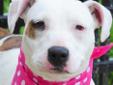 Willow is a 3-year-old american bulldog/pit bull terrier mix and she's got great markings. She's strong and beautiful and the way her fur is colored, it looks like she's wearing tiger-striped leggings. We think she's ready for her workout tape. She does