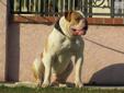 Price: $800
This advertiser is not a subscribing member and asks that you upgrade to view the complete puppy profile for this American Bulldog, and to view contact information for the advertiser. Upgrade today to receive unlimited access to