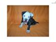 Price: $250
This advertiser is not a subscribing member and asks that you upgrade to view the complete puppy profile for this American Bulldog, and to view contact information for the advertiser. Upgrade today to receive unlimited access to