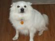 Location: New Smyrna Beach, FL I am a mini Eskie, about 14 inches tall. I normally weigh 18-20 but presently weigh 37 lbs. I am really a very happy indoor doggie, so I am getting help getting back to my old self again. Luckily, I made it back to my foster