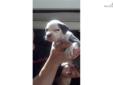 Price: $1200
This advertiser is not a subscribing member and asks that you upgrade to view the complete puppy profile for this American Pit Bull Terrier, and to view contact information for the advertiser. Upgrade today to receive unlimited access to