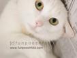 Snow White is a beautiful white cat with green eyes. She enjoys to be petted much more than she likes to be held. At the shelter, Snow White seems to prefer people over other cats. Would you be the perfect match for Snow White? Come to make her part of