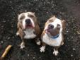 Meet our dynamic duo, Bruno & Blade!! Bruno & Blade are 2 1/2 year old bonded brothers who must be adopted into the same home. They are currently in a foster home and their foster mommy says " taking care of these two boys together has been easier than