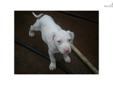 Price: $300
This advertiser is not a subscribing member and asks that you upgrade to view the complete puppy profile for this American Staffordshire Terrier, and to view contact information for the advertiser. Upgrade today to receive unlimited access to